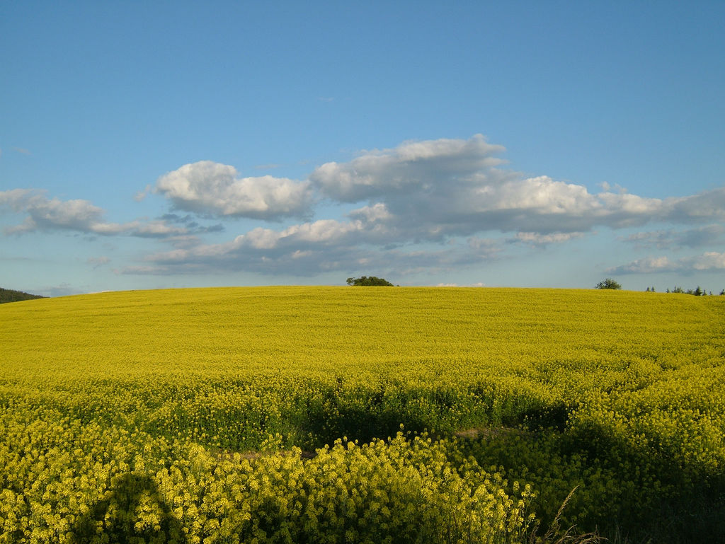 Mustard Field