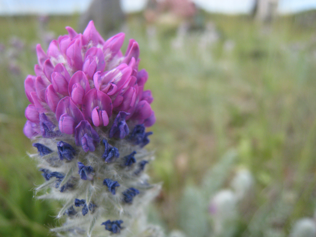 Photo by Flickr user PRSSS Photos courtesy of Natasha Tymo