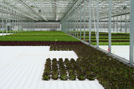 Photo by Flickr user MMW Horticulture Group